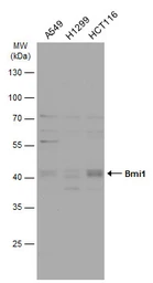 Anti-Bmi1 antibody used in Western Blot (WB). GTX114008