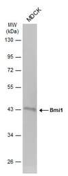 Anti-Bmi1 antibody used in Western Blot (WB). GTX114008