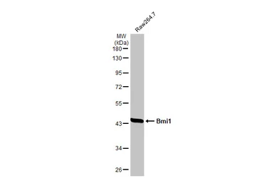 Anti-Bmi1 antibody used in Western Blot (WB). GTX114008