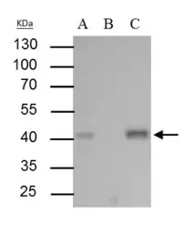 Anti-Bmi1 antibody used in Immunoprecipitation (IP). GTX114008