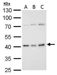 Anti-Bmi1 antibody used in Western Blot (WB). GTX114008