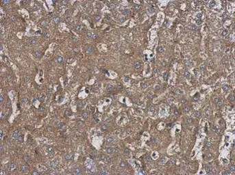 Anti-HARS antibody [N1C1] used in IHC (Paraffin sections) (IHC-P). GTX114032