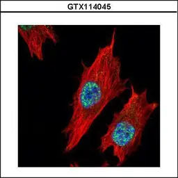 Anti-Nurr1 antibody used in Immunocytochemistry/ Immunofluorescence (ICC/IF). GTX114045