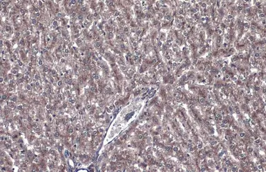 Anti-GBA antibody used in IHC (Paraffin sections) (IHC-P). GTX114073