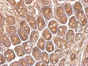 Anti-NDUFS8 antibody used in IHC (Paraffin sections) (IHC-P). GTX114119