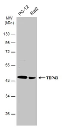 Anti-TDP43 antibody used in Western Blot (WB). GTX114210