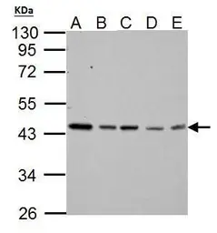 Anti-TDP43 antibody used in Western Blot (WB). GTX114210