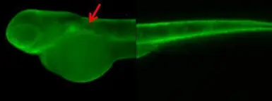 Anti-gamma Adaptin antibody [N1N3] used in IHC (Whole mount) (IHC-Wm). GTX114244