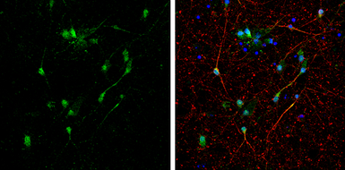 Anti-BNIP2 antibody used in Immunocytochemistry/ Immunofluorescence (ICC/IF). GTX114283