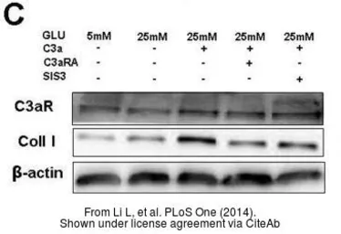 Anti-C3a Receptor antibody used in Western Blot (WB). GTX114293