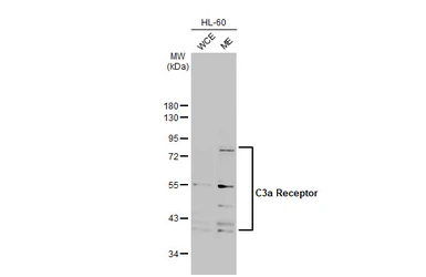 Anti-C3a Receptor antibody used in Western Blot (WB). GTX114293