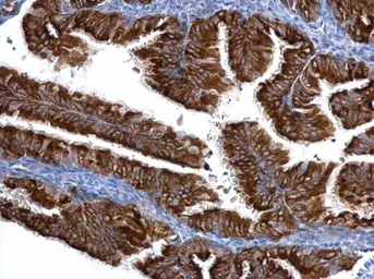 Anti-Centrin 3 antibody used in IHC (Paraffin sections) (IHC-P). GTX114317