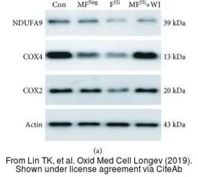 Anti-COX4 antibody used in Western Blot (WB). GTX114330