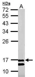 Anti-COX4 antibody used in Western Blot (WB). GTX114330