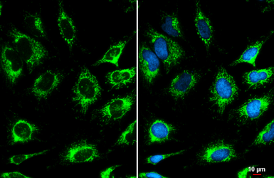 Anti-COX4 antibody used in Immunocytochemistry/ Immunofluorescence (ICC/IF). GTX114330