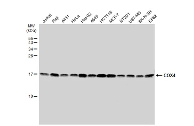 Anti-COX4 antibody used in Western Blot (WB). GTX114330