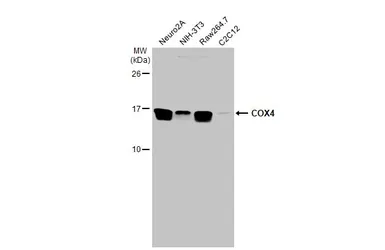 Anti-COX4 antibody used in Western Blot (WB). GTX114330