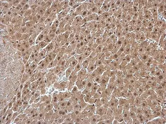 Anti-CSN1 antibody used in IHC (Paraffin sections) (IHC-P). GTX114450