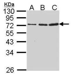 Anti-Granzyme A antibody [N2C3] used in Western Blot (WB). GTX114461