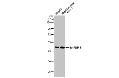 Anti-hnRNP F antibody [N1N3] used in Western Blot (WB). GTX114476