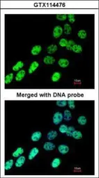 Anti-hnRNP F antibody [N1N3] used in Immunocytochemistry/ Immunofluorescence (ICC/IF). GTX114476