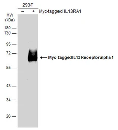 Anti-IL13 Receptor alpha 1 antibody [N1C1] used in Western Blot (WB). GTX114494