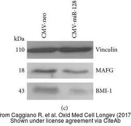 Anti-MAFG antibody used in Western Blot (WB). GTX114541