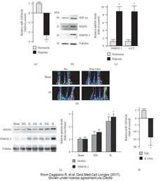 Anti-MAFG antibody used in Western Blot (WB). GTX114541