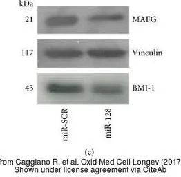 Anti-MAFG antibody used in Western Blot (WB). GTX114541