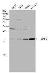 Anti-MAFG antibody used in Western Blot (WB). GTX114541