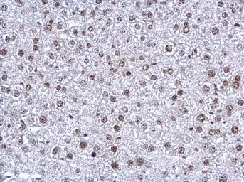 Anti-NFYB antibody [N1C3-2] used in IHC (Paraffin sections) (IHC-P). GTX114585