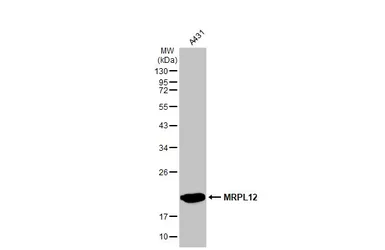 Anti-MRPL12 antibody [N1C3] used in Western Blot (WB). GTX114731