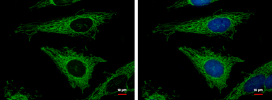 Anti-MRPL12 antibody [N1C3] used in Immunocytochemistry/ Immunofluorescence (ICC/IF). GTX114731