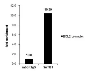 Anti-SATB1 antibody [C2C3], C-term used in ChIP assay (ChIP assay). GTX114738