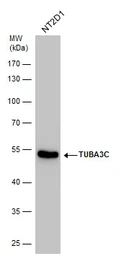 Anti-TUBA3C antibody used in Western Blot (WB). GTX114862