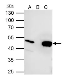 Anti-UQCRC2 antibody used in Immunoprecipitation (IP). GTX114873