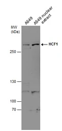 Anti-HCF1 antibody [N1], N-term used in Western Blot (WB). GTX114922