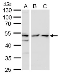 Anti-TAF7 antibody used in Western Blot (WB). GTX115036