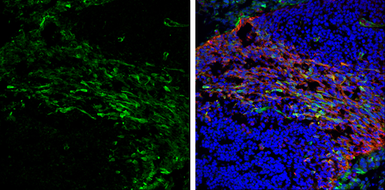 Anti-Visinin-like 1 antibody used in IHC (Frozen sections) (IHC-Fr). GTX115039