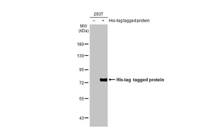 Anti-6X His tag antibody used in Western Blot (WB). GTX115045