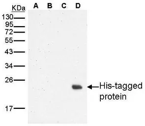 Anti-6X His tag antibody used in Western Blot (WB). GTX115045