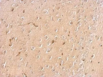 Anti-Chromogranin C antibody used in IHC (Paraffin sections) (IHC-P). GTX115049