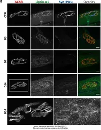 Anti-Liprin alpha 1 antibody [N1N2], N-term used in IHC (Frozen sections) (IHC-Fr). GTX115098