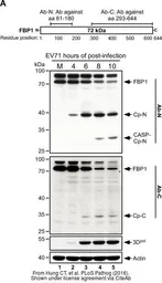 Anti-FUBP1 antibody used in Western Blot (WB). GTX115154