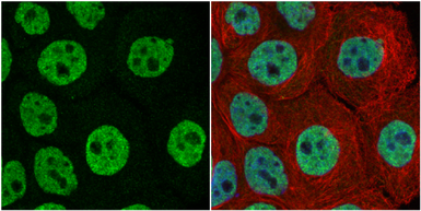 Anti-FUBP1 antibody used in Immunocytochemistry/ Immunofluorescence (ICC/IF). GTX115154