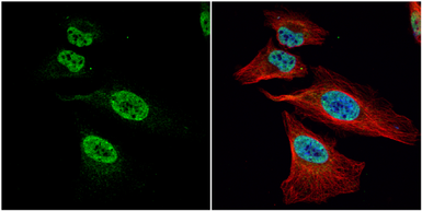 Anti-FUBP1 antibody used in Immunocytochemistry/ Immunofluorescence (ICC/IF). GTX115154