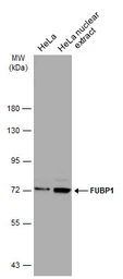 Anti-FUBP1 antibody used in Western Blot (WB). GTX115154