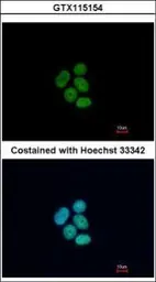 Anti-FUBP1 antibody used in Immunocytochemistry/ Immunofluorescence (ICC/IF). GTX115154