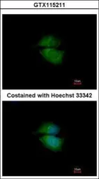 Anti-GRP1 antibody [N3C3] used in Immunocytochemistry/ Immunofluorescence (ICC/IF). GTX115211