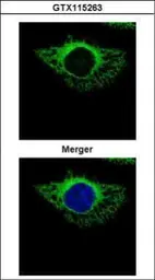 Anti-ERP72 antibody used in Immunocytochemistry/ Immunofluorescence (ICC/IF). GTX115263